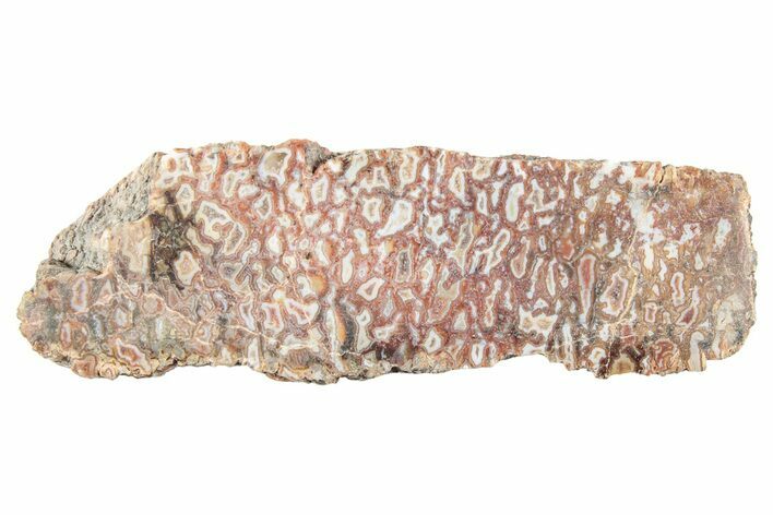 Polished Dinosaur Bone (Gembone) Section - Utah #240720
